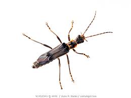 Attēlu rezultāti vaicājumam “Cantharidae”