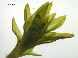 Attēlu rezultāti vaicājumam “Orthotrichum pumilum”