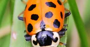 Attēlu rezultāti vaicājumam “Hippodamia tredecimpunctata”