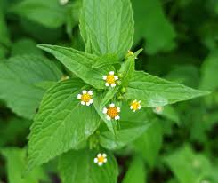 Attēlu rezultāti vaicājumam “Galinsoga quadriradiata flower”