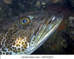 Image result for Ophiodon elongatus