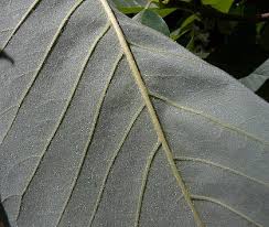 Attēlu rezultāti vaicājumam “Magnolia acuminata leaf”