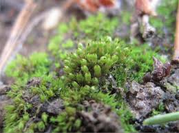 Attēlu rezultāti vaicājumam “Acaulon muticum sporophyte”