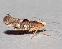 Attēlu rezultāti vaicājumam “Argyresthia spinosella”