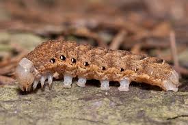 Attēlu rezultāti vaicājumam “Noctua fimbriata imago”