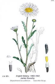 Attēlu rezultāti vaicājumam “Leucanthemum vulgare”