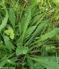 Attēlu rezultāti vaicājumam “Leontodon hispidus fruit”