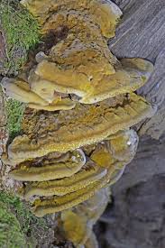 Attēlu rezultāti vaicājumam “Inonotus radiatus”