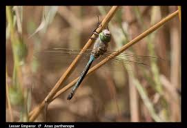 Attēlu rezultāti vaicājumam “Anax parthenope”