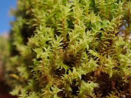 Attēlu rezultāti vaicājumam “Pottiales”