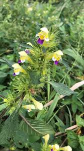 Attēlu rezultāti vaicājumam “Galeopsis speciosa”