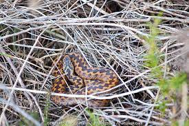 Attēlu rezultāti vaicājumam “Vipera berus adult”