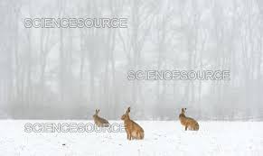 Attēlu rezultāti vaicājumam “Lepus europaeus adult”