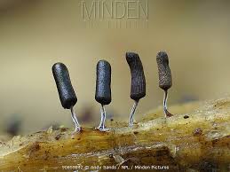 Attēlu rezultāti vaicājumam “Stemonitopsis typhina”