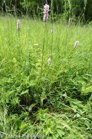 Attēlu rezultāti vaicājumam “Bistorta major fruit”