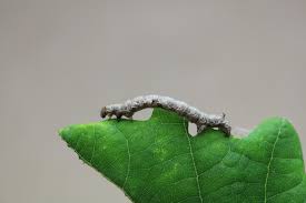 Attēlu rezultāti vaicājumam “Colotois pennaria”