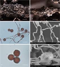 Attēlu rezultāti vaicājumam “Diderma chondrioderma”