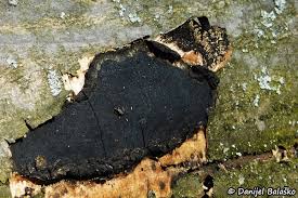 Attēlu rezultāti vaicājumam “Biscogniauxia marginata”