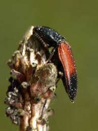 Attēlu rezultāti vaicājumam “Ampedus balteatus”