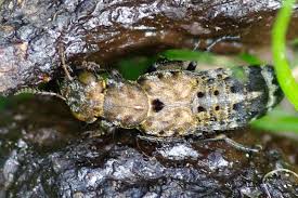 Attēlu rezultāti vaicājumam “Ontholestes murinus”