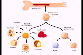 Image result for blood