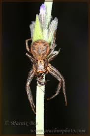 Attēlu rezultāti vaicājumam “Xysticus cristatus”