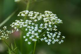 Attēlu rezultāti vaicājumam “Pimpinella saxifraga flower”
