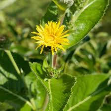 Image result for Inula helenium
