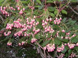 Attēlu rezultāti vaicājumam “Enkianthus campanulatus flower”