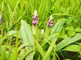 Attēlu rezultāti vaicājumam “Orchis mascula leaf”