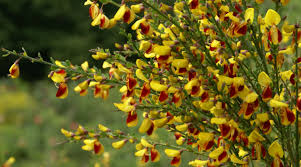 Image result for Cytisus scoparius