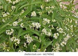 Attēlu rezultāti vaicājumam “Vincetoxicum hirundinaria”