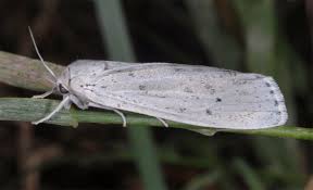 Attēlu rezultāti vaicājumam “Cribraria piriformis”