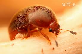 Attēlu rezultāti vaicājumam “Cychramus variegatus”