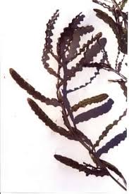 Attēlu rezultāti vaicājumam “Potamogeton compressus leaf”