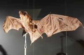 Attēlu rezultāti vaicājumam “Myotis dasycneme”