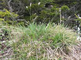Attēlu rezultāti vaicājumam “Sesleria caerulea leaf”