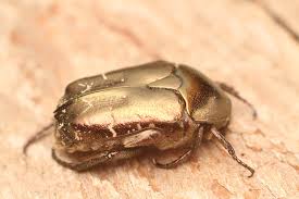 Attēlu rezultāti vaicājumam “Potosia cuprea imago”