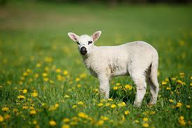 Attēlu rezultāti vaicājumam “Ovis aries juvenile”