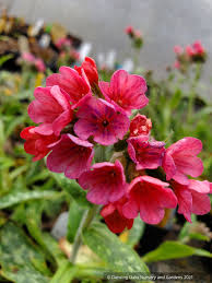 Image result for Pulmonaria officinalis