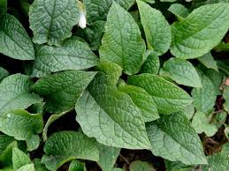 Attēlu rezultāti vaicājumam “Symphytum grandiflorum”