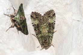 Attēlu rezultāti vaicājumam “Anaplectoides prasina”