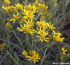 Attēlu rezultāti vaicājumam “Jacobaea paludosa”
