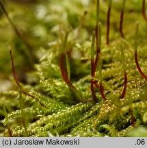 Attēlu rezultāti vaicājumam “Hygrohypnum luridum”