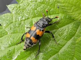 Attēlu rezultāti vaicājumam “Nicrophorus investigator imago”