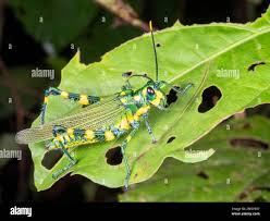 Attēlu rezultāti vaicājumam “Acrididae”