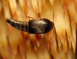 Attēlu rezultāti vaicājumam “Sepedophilus sp.”