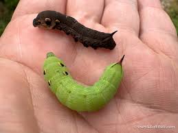 Image result for hawk moth