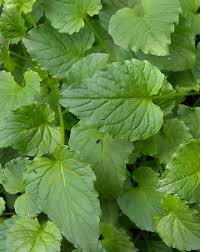 Attēlu rezultāti vaicājumam “Campanula rapunculoides leaf”