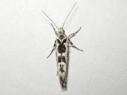 Attēlu rezultāti vaicājumam “Ypsolopha sequella”